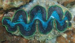 Colorful clam, Red Sea
